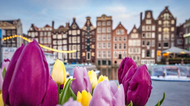 Gracht mit typischer Häuserreihe in Amsterdam und Tulpen im Vordergrund