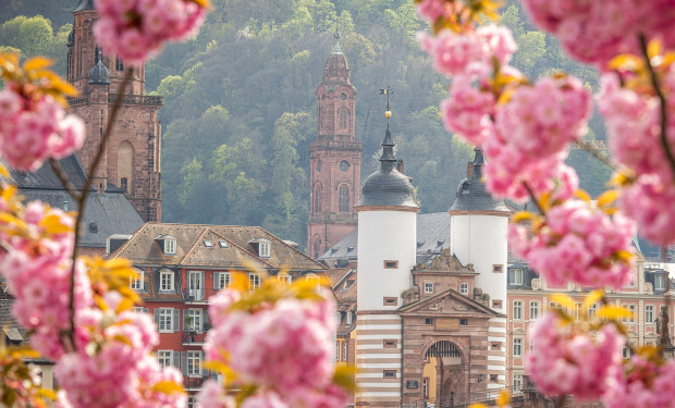 Heidelberg im Frühling Blick auf Heidelberg im Frühling mit Blüten und Alter Brücke