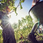 Weinlese in den Weinbergen von Schloss Johannisberg