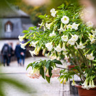 03 RMF, Kloster Eberbach: 