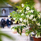 Eingangsbereich mit Blumen im Kloster Eberbach in Eltville am Rhein