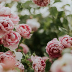 Ein Strauch mit Pfingstrosen