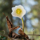 04 Erl, Frühlingsblumen: 