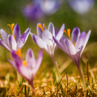 Frühlingsblumen