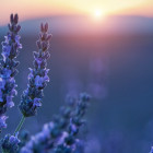 05 Provence: 