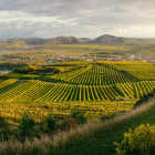 06 Grafenegg, Landschaft, Wein: 