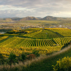 06 Grafenegg, Landschaft, Wein: 