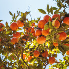 Ein Orangenbaum mit vielen Früchten