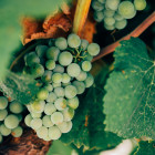 Sherrytrauben aus der Gegend von Jerez de la de la Frontera