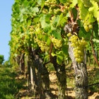 13 RMF, Rheingau, Wein: 