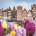 Pittoreske Gracht in Amsterdam mit Tulpen im Vordergrund