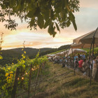Teaser Panorama, Rheingau Musik Festival, Steinberger Tafelrunde: 
