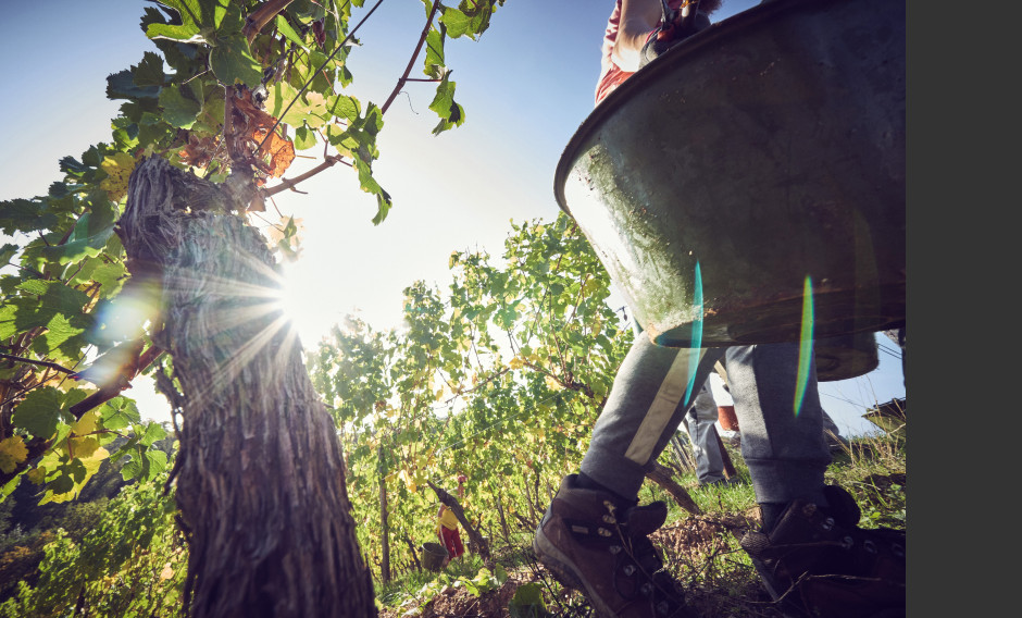 Weinlese in den Weinbergen von Schloss Johannisberg