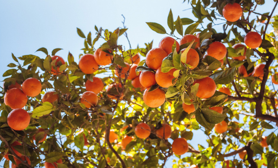 Ein Orangenbaum mit vielen Früchten 