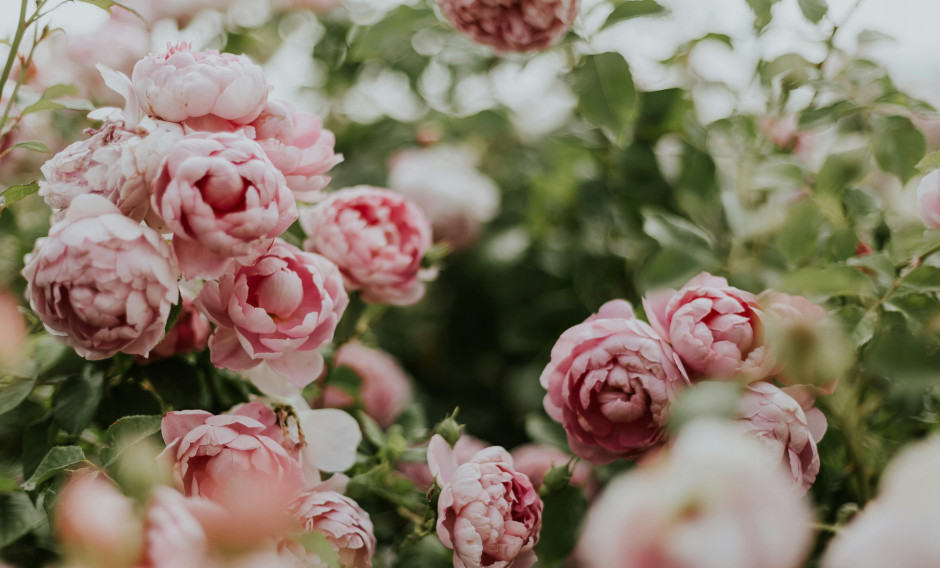 Ein Strauch mit Pfingstrosen