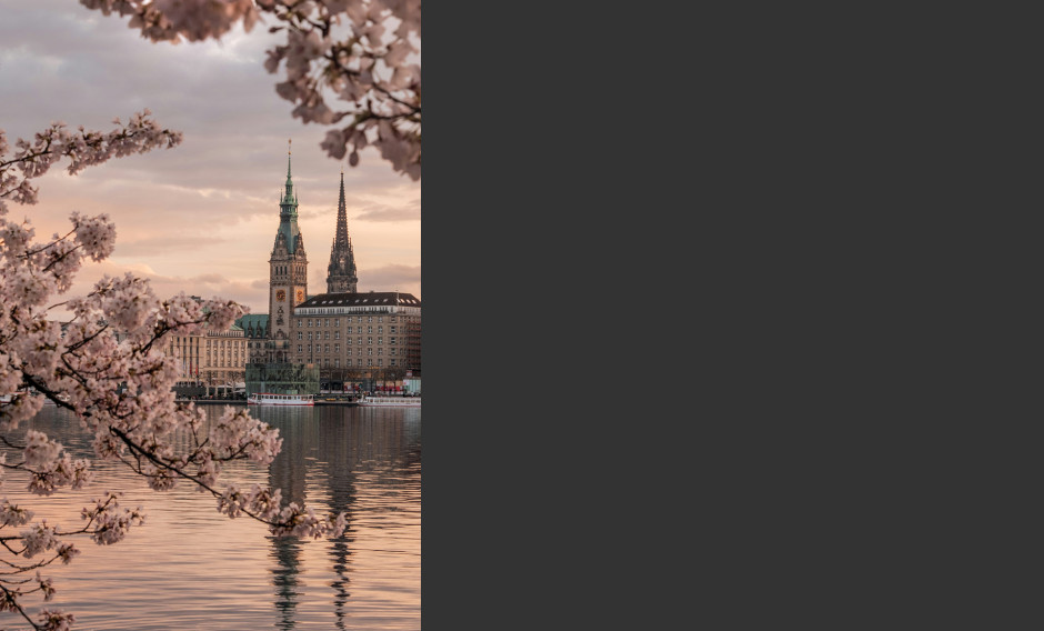 Blick durch blühende Kirschbäume auf die Binnenalster in Hamburg