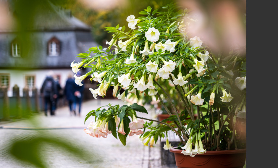  Eingangsbereich mit Blumen im Kloster Eberbach in Eltville am Rhein