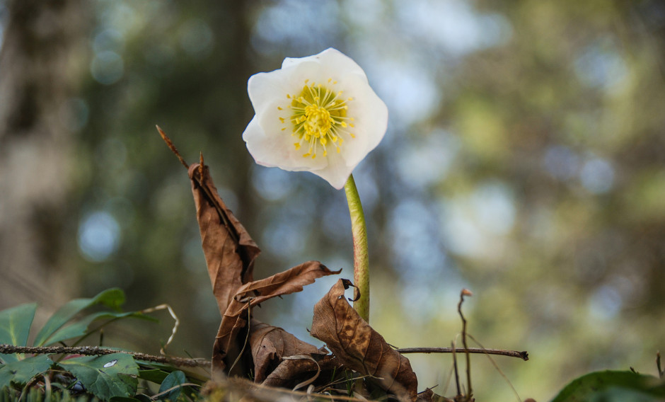 04 Erl, Frühlingsblumen: 