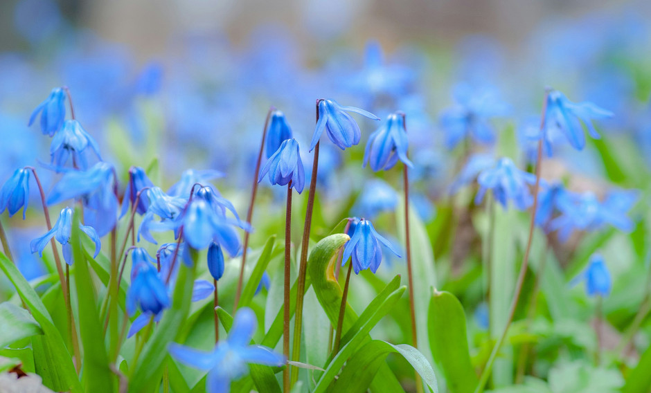 Frühlingsblumen Frühlingsblumen, Blaustern