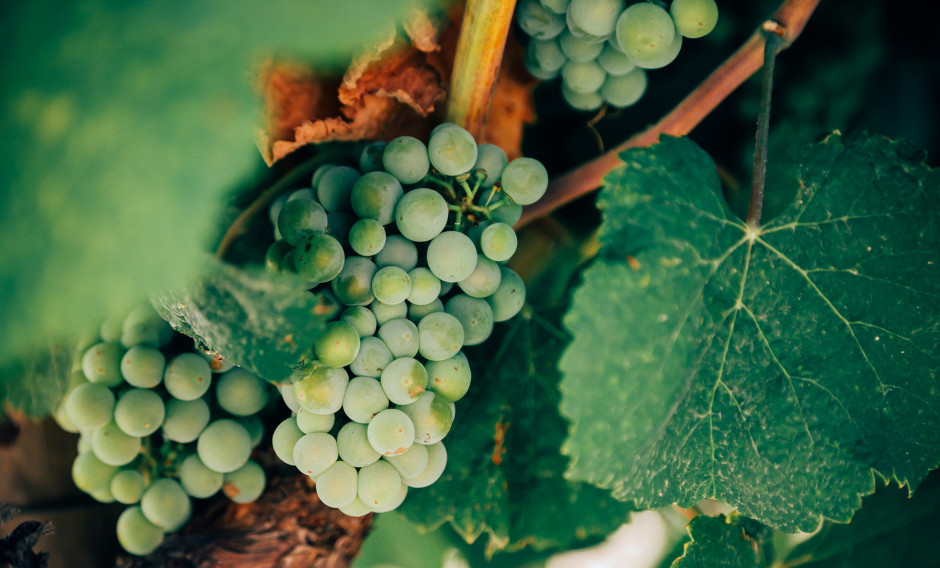 Jerez Sherrytrauben aus der Gegend von Jerez de la de la Frontera
