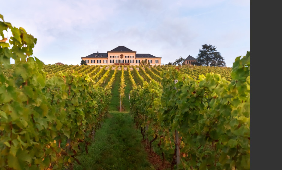Blick über die Weinberge auf Schloss Johannisberg im Rheingau