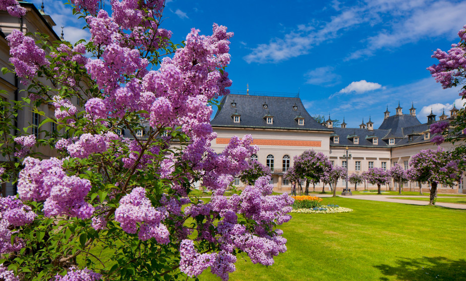 09 Dresden, Schloss/Park Pillnitz, Fliederhof: