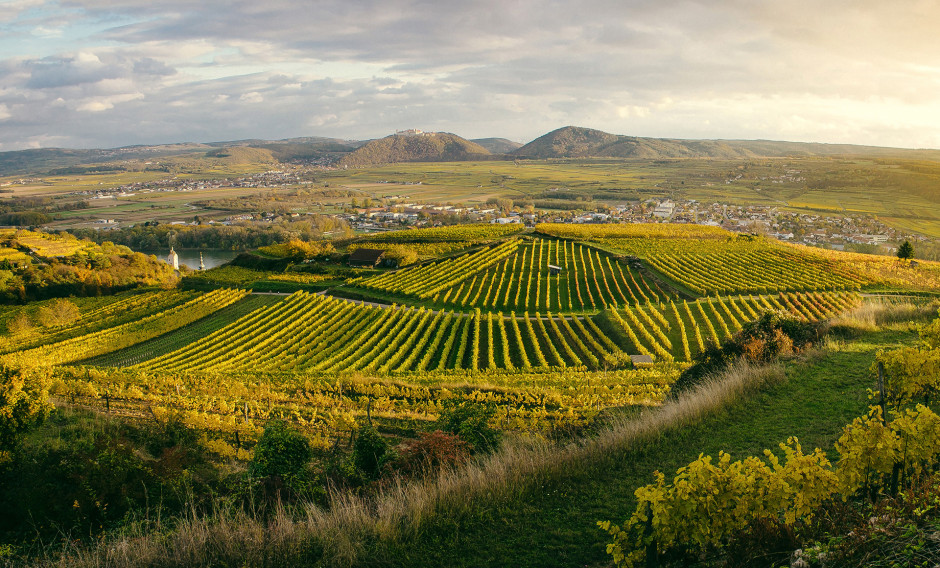 Blick über Hügel mit Weinanbau in der Wachau