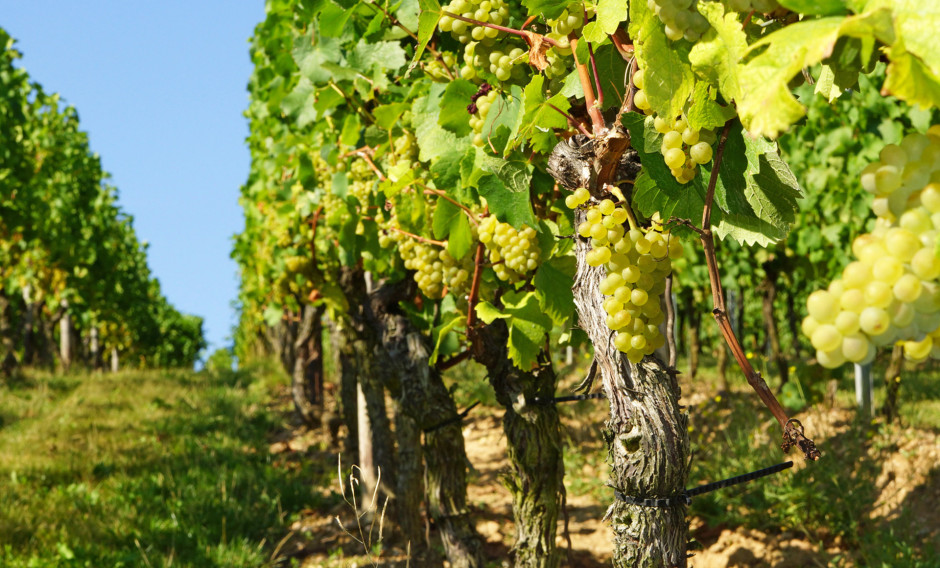11 RMF, Rheingau, Wein: